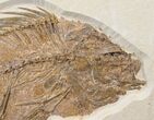 Large Priscacara Fossil Fish - Wyoming #15577-2